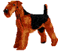 airedale right